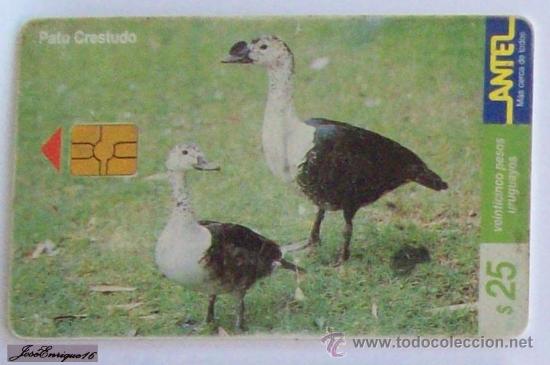Collection telephone cards: TC 114a PATO CRESTUDO, SARKIDIOMIS MELANOTOS. ANTEL URUGUAY - DUCK