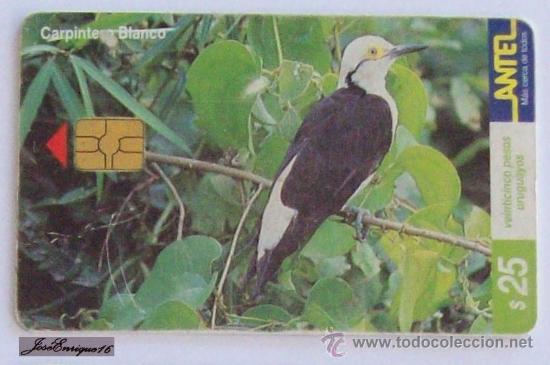 Collection telephone cards: TC 116a PAJARO CARPINTERO BLANCO, MELANEMES CANDIDUS, URUGUAY, ANTEL.- Pivert - Woodpecker