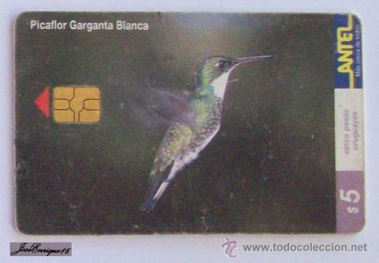 Cartes T&eacute;l&eacute;phoniques de collection: TC 123a PICAFLOR GARGANTA BLANCA, LEUCOCHLORIS ALBIROLLIS, ANTEL, URUGUAY. - WHITE HUMMINGBIRD GORGE