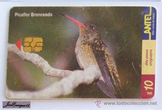Cartes T&eacute;l&eacute;phoniques de collection: TC 127a PICAFLOR BRONCEADO, CHYSURA. ANTEL URUGUAY - HUMMINGBIRD