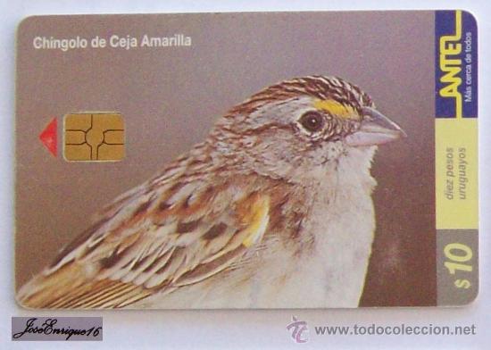 Cartes T&eacute;l&eacute;phoniques de collection: TC 130a CHINGOLO CEJA AMARILLA. AMMODRAMUS HUMERALIS. ANTEL URUGUAY