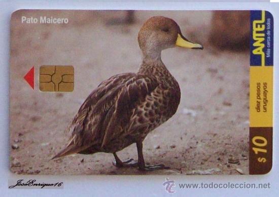 Cartes T&eacute;l&eacute;phoniques de collection: TC 147a PATO MAICERO, ANAS GEORGICA,  Ma&iuml;s DUCK - Corn DUCK - ANTEL, URUGUAY