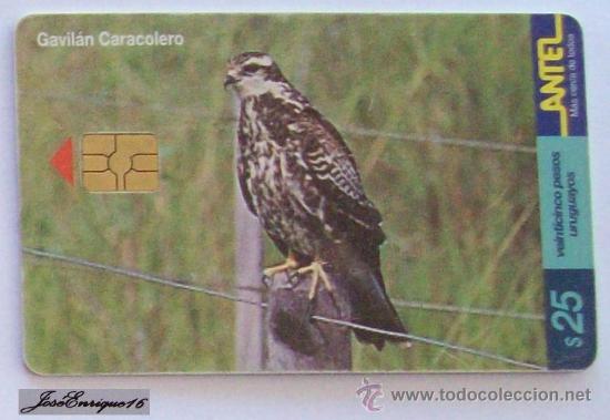 Carte telefoniche di collezione: TC 151a GAVILAN CARACOLERO, ROSTHRAMUS SOCIABILIS. Snail kite.