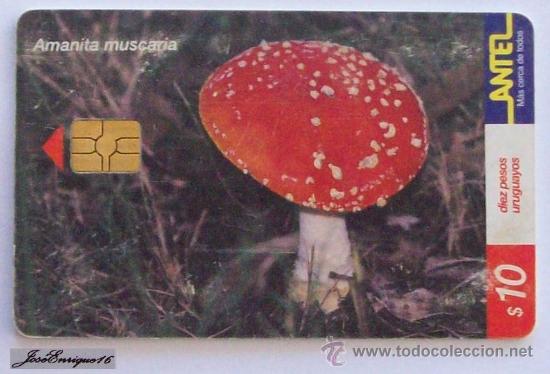 Cart&otilde;es de telefone de cole&ccedil;&atilde;o: TC 155a HONGO MATAMOSCAS, AMANITA MUSCARIA. Fungus. URUGUAY, ANTEL.