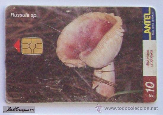 Collection telephone cards: TC 156a HONGO DE LOS RUSOS, RUSSULA. FUNGUS, URUGUAY, ANTEL.