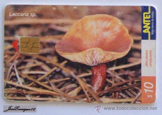 Carte telefoniche di collezione: TC 157a HONGO LACCARIA SP. FUNGUS, URUGUAY. ANTEL.
