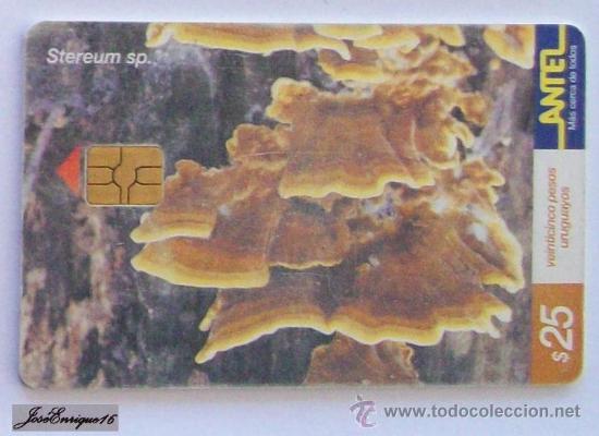 Collection telephone cards: TC 159a HONGO STEREUM SP. FUNGUS, URUGUAY. ANTEL.