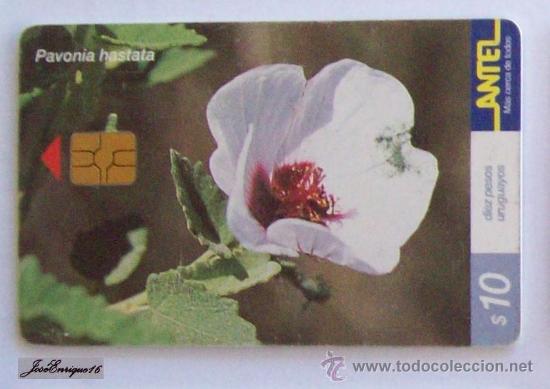 Carte telefoniche di collezione: TC 163a PAVONIA HASTATA - ARBUSTO CON FLORES. ANTEL URUGUAY - BUSH WITH FLOWERS - BUSH avec des fleu