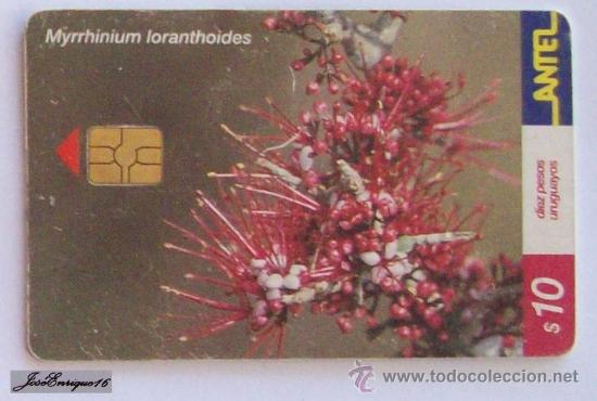 Cart&otilde;es de telefone de cole&ccedil;&atilde;o: TC 167a PALO DE FIERRO, MYRRHINIUM LORANTHOIDES. ARBOL - TREE - ARBRE - ANTEL, URUGUAY