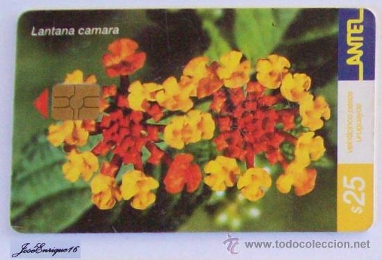 Carte telefoniche di collezione: TC 211a ARBUSTO, BUSH, ARBUTUS URUGUAY. LANTANA CAMARA. ANTEL