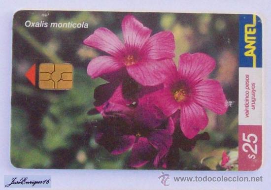 Carte telefoniche di collezione: TC 216a MACACHIN ROSADO, OXALIS MONTICOLA. URUGUAY, ANTEL
