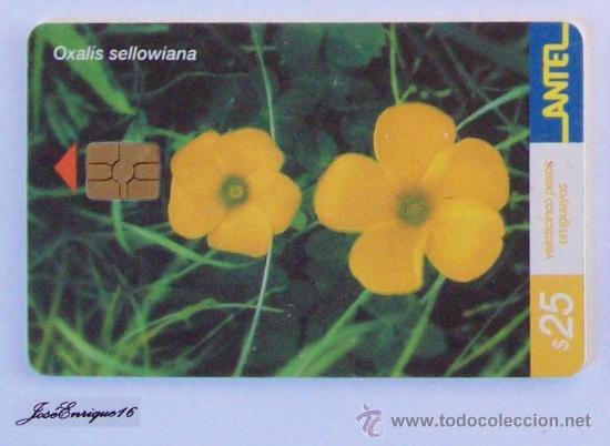 Carte telefoniche di collezione: TC 219a MACACHIN AMARILLO. OXALIS SELLOWIANA. YELLOW. URUGUAY, ANTEL.
