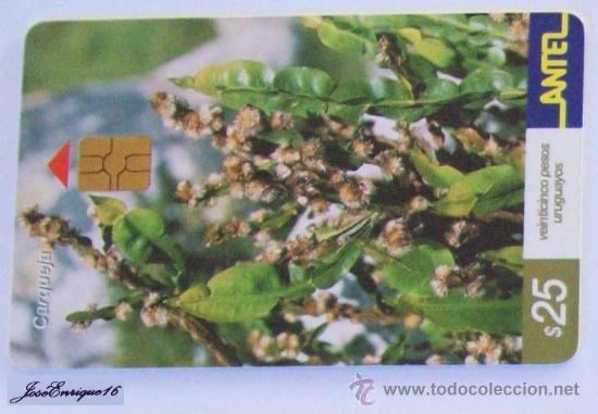Carte telefoniche di collezione: TC 222a PLANTA DE LA CARQUEJA, BACCHARIS TRIMERA. ANTEL, URUGUAY