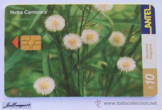 Cart&otilde;es de telefone de cole&ccedil;&atilde;o: TC 223a YERBA CARNICERA, CONYZA BONARIENSIS. URUGUAY, ANTEL.