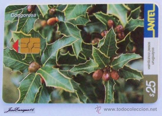 Carte telefoniche di collezione: TC 225b CONGOROSA, MAYTENUS ILICIFOLIA. ANTEL, URUGUAY.
