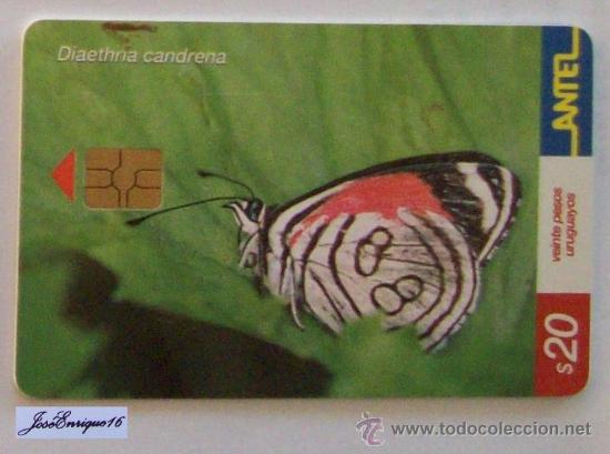 Collection telephone cards: TC 243a Butterfly, MARIPOSA. DIAETHRIA CANDRENA. URUGUAY, ANTEL.