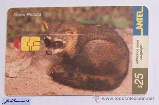 Cartes T&eacute;l&eacute;phoniques de collection: TC 251a MANO PELADA, PROCYON CANCRIVORUS NIGRIPES. ANTEL, URUGUAY