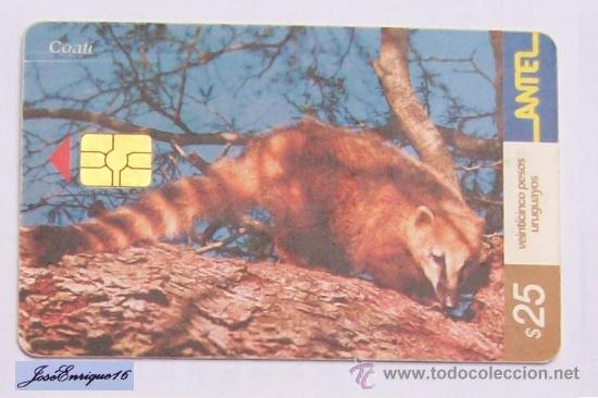 Carte telefoniche di collezione: TC 252a COATI, NASUA NASUA SOLITARIA. URUGUAY, ANTEL.  COAT&Iacute;ES