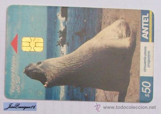 Cart&otilde;es de telefone de cole&ccedil;&atilde;o: TC 295a ELEFANTE MARINO DEL SUR, MIROUNGA LEONINA. &eacute;l&eacute;phants de mer, Southern elephant seals. ANTEL,