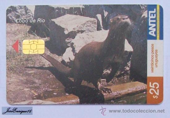 Carte telefoniche di collezione: TC 302a LOBO DE RIO, LUTRA LINGICAUDIS. ANTEL, URUGUAY.