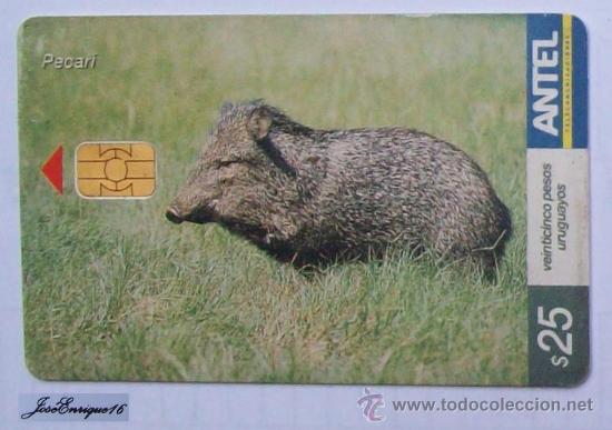 Carte telefoniche di collezione: TC 305a PECAR&Iacute; DE COLLAR, TAYASSU TAJACU. URUGUAY, ANTEL.