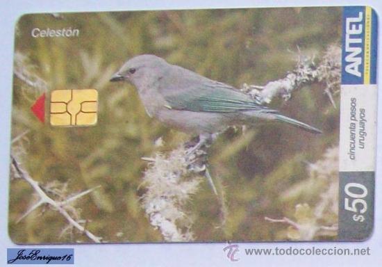 Cartes T&eacute;l&eacute;phoniques de collection: TC 323a BIRD, PAJARO CELESTON, THRAUPIS SAYACA. ANTEL, URUGUAY.