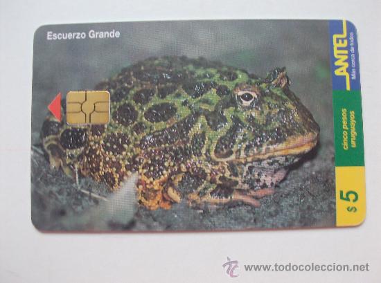 Sammlung von Telefonkarten: TARJETA TELEFONO DE URUGAY, ANTEL. RANAS Y SAPOS