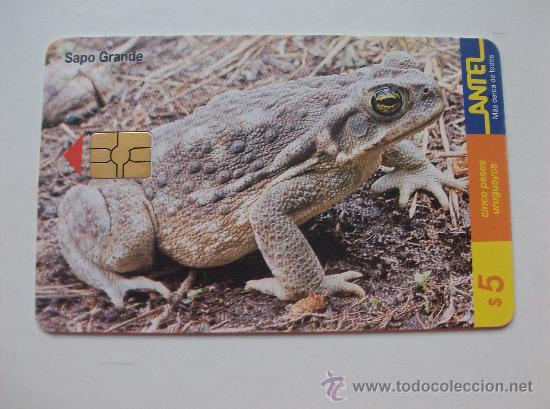 Sammlung von Telefonkarten: TARJETA TELEFONO DE URUGAY, ANTEL. RANAS Y SAPOS