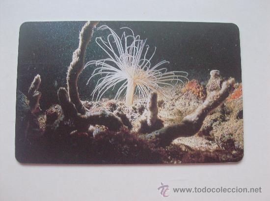 Sammlung von Telefonkarten: TARJETA TELEFONO DE VENEZUELA CANTV  FAUNA MARINA