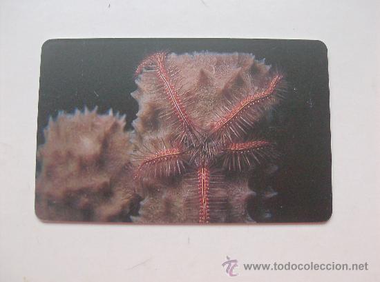 Sammlung von Telefonkarten: TARJETA TELEFONO DE VENEZUELA CANTV  FAUNA MARINA