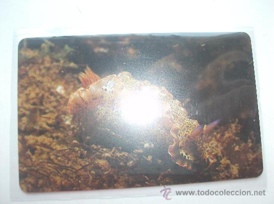 Sammlung von Telefonkarten: TARJETA TELEFONO DE VENEZUELA CANTV  FAUNA MARINA