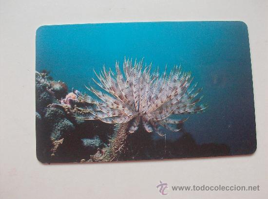 Sammlung von Telefonkarten: TARJETA TELEFONO DE VENEZUELA CANTV  FAUNA MARINA