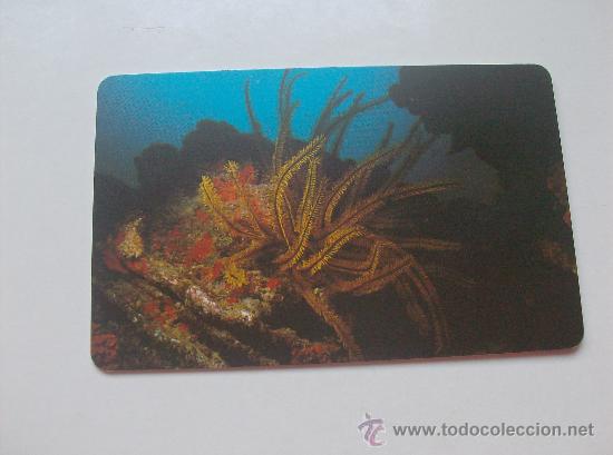 Sammlung von Telefonkarten: TARJETA TELEFONO DE VENEZUELA CANTV  FAUNA MARINA
