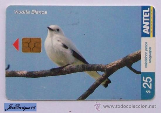 Sammlung von Telefonkarten: TC 379a BIRD, PAJARO VIUDITA BLANCA, XOLIMIS IRUPERO. URUGUAY, ANTEL.