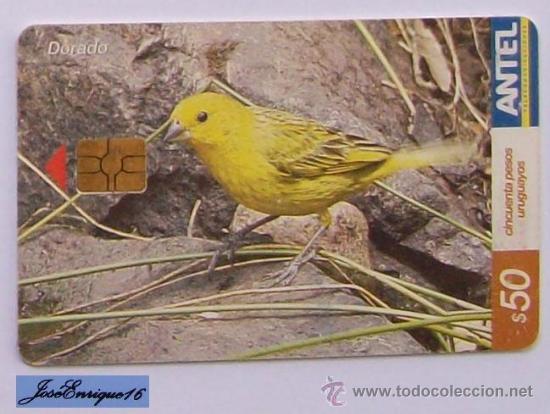 Cartes T&eacute;l&eacute;phoniques de collection: TC 380a BIRD, PAJARO DORADO, SICALIS FLAVEOLA. URUGUAY, ANTEL.