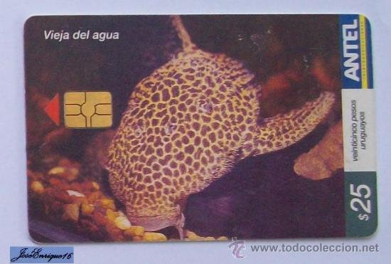Cart&otilde;es de telefone de cole&ccedil;&atilde;o: TC 408a PECES URUGUAY. - FISH - VIEJA DEL AGUA, MEGALANCISTRUS ACULEATUS. ANTELPECES URUGUAY. - FISH