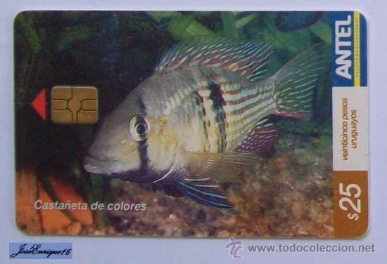 Cart&otilde;es de telefone de cole&ccedil;&atilde;o: TC 409a PECES URUGUAY. - FISH -  CASTA&Ntilde;ETA DE COLORES, GYMNOGEOPHAGUS RHABDOTUS. ANTEL