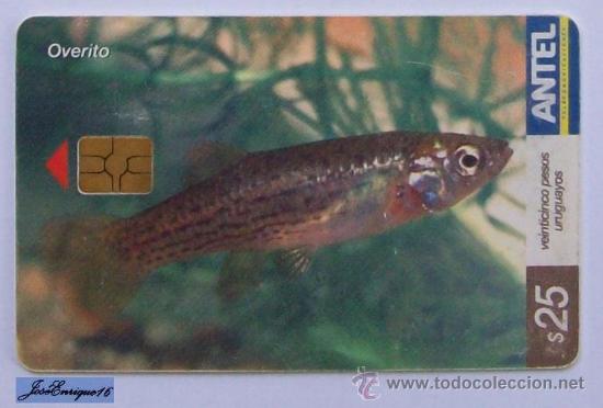 Cart&otilde;es de telefone de cole&ccedil;&atilde;o: TC 410a PECES URUGUAY. - FISH - OVERITO, JENYSIA MULTIDENTATA. ANTEL