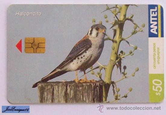 Cartes T&eacute;l&eacute;phoniques de collection: TC 417a Falcons, HALCONCITO. FALCO SPARVERIUS CINNAMOMINUS. ANTEL, URUGUAY.