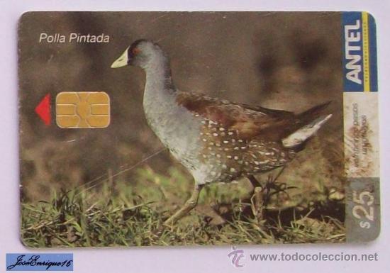 Cartes T&eacute;l&eacute;phoniques de collection: TC 418a PEINT COCK, PAINTED COCK. POLLA PINTADA, PORPHYRIOPS MELANOPS. ANTEL, URUGUAY.