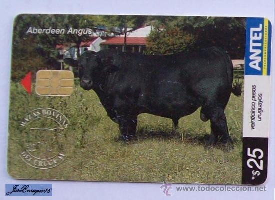 Cartes T&eacute;l&eacute;phoniques de collection: TC 429a URUGUAY, RAZAS BOBINAS, COILS BREED, BOBINES RACE. ABERDEEN ANGUS. ANTEL