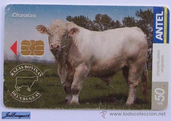 Cart&otilde;es de telefone de cole&ccedil;&atilde;o: TC 434a URUGUAY, RAZAS BOBINAS, COILS BREED, BOBINES RACE. CHAROLAIS. ANTEL