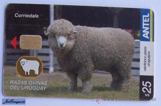 Cartes T&eacute;l&eacute;phoniques de collection: TC 437a URUGUAY, RAZAS OVINAS, SHEEP BREEDS, MOUTONS. CORRIEDALE. ANTEL