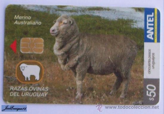 Cartes T&eacute;l&eacute;phoniques de collection: TC 441a URUGUAY, RAZAS OVINAS, SHEEP BREEDS, MOUTONS. MERINO AUSTRALIANO. ANTEL