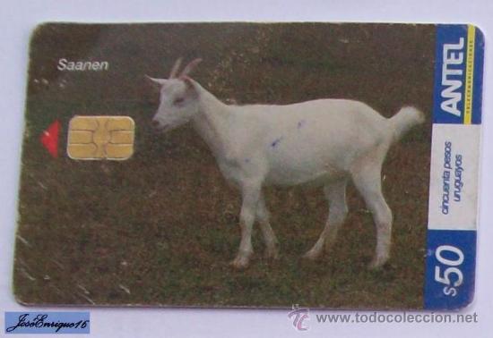 Cartes T&eacute;l&eacute;phoniques de collection: TC 451a URUGUAY, CABRA SAANEN. GOAT - ANTEL, URUGUAY.