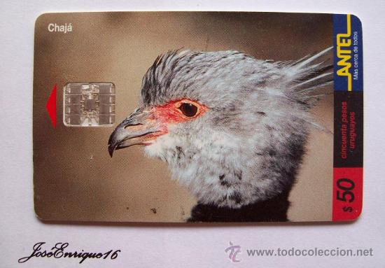 Cartes T&eacute;l&eacute;phoniques de collection: TC 105a BIRD CHAJ&Aacute;, PAJARO URUGUAY. CHAUNA TORQUATA.