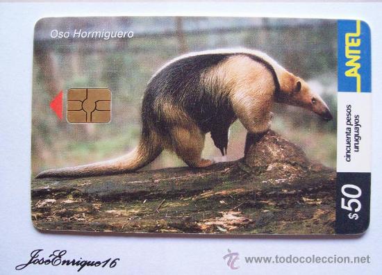 Cartes T&eacute;l&eacute;phoniques de collection: TC 249a OSO HORMIGUERO CHICO, fourmilier, Anteater. ANTEL, URUGUAY