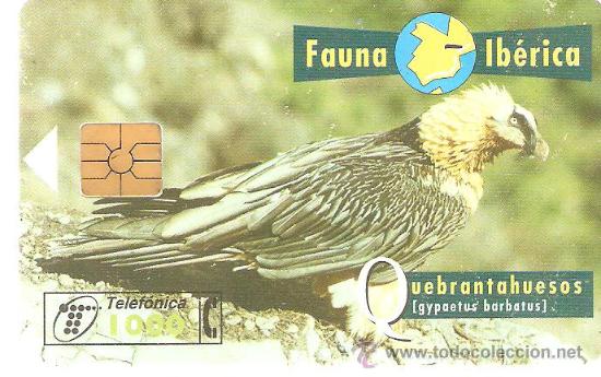 Cartes T&eacute;l&eacute;phoniques de collection: TARJETA TELEFONICA FAUNA IBERICA QUEBRANTAHUESOS 1000 PESETAS A&Ntilde;OS 90 USADA