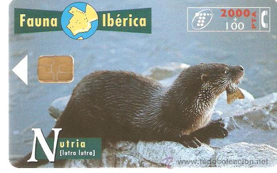 Cartes T&eacute;l&eacute;phoniques de collection: TARJETA TELEFONICA FAUNA IBERICA NUTRIA 1000 PESETAS A&Ntilde;OS 90 USADA