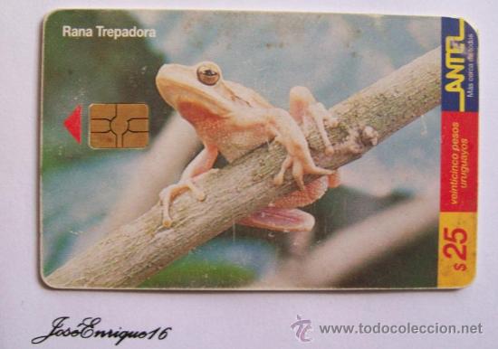 Cartes T&eacute;l&eacute;phoniques de collection: TC 97a RANA TREPADORA, HYLA PULCHELLA - ANTEL, URUGUAY.